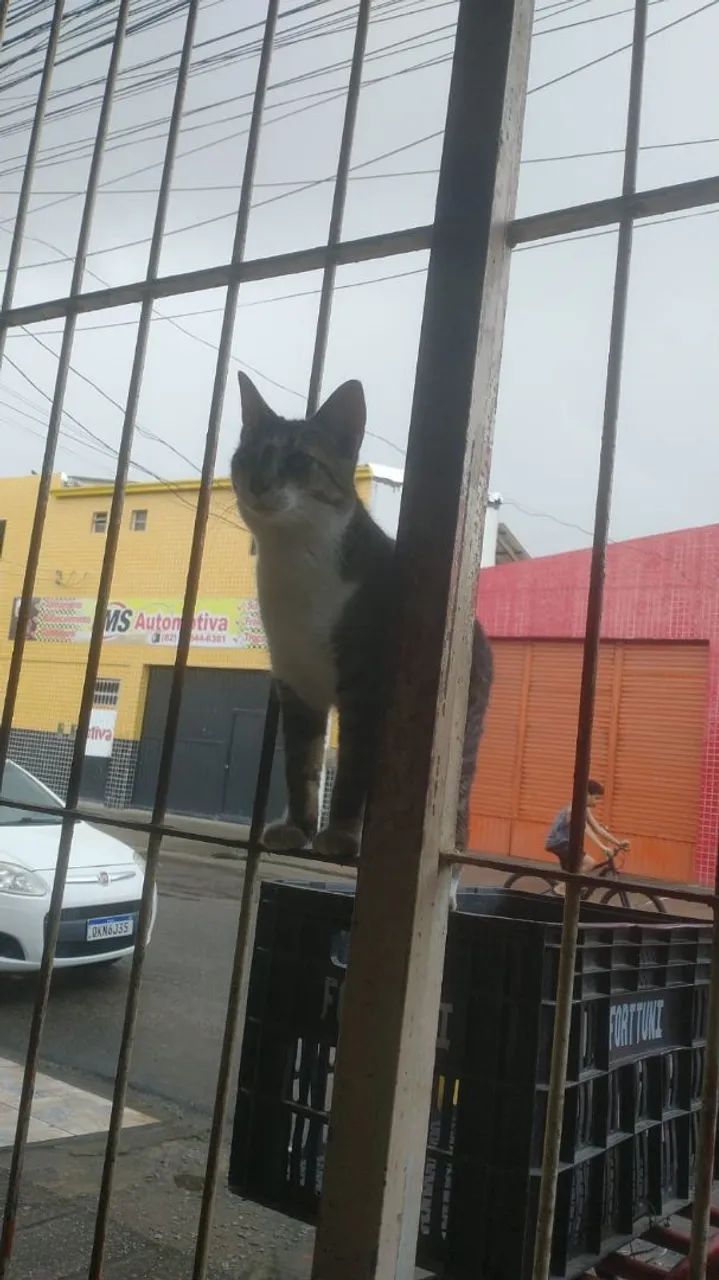 Gato lindo disponível para adoção responsável 