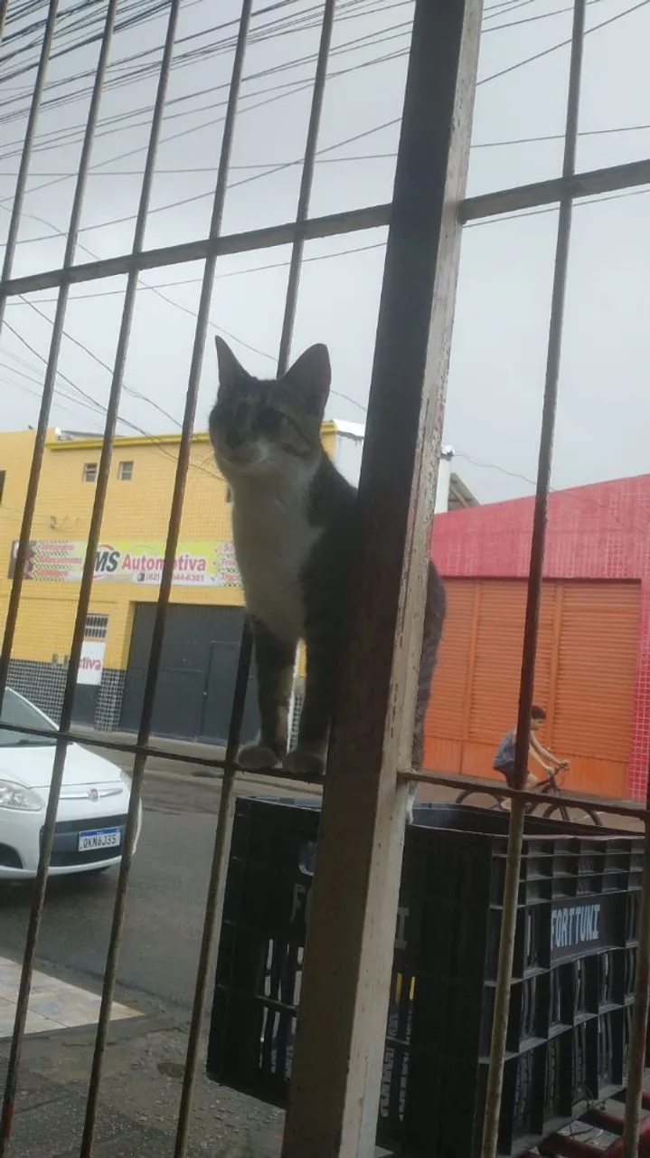 Gato lindo disponível para adoção responsável