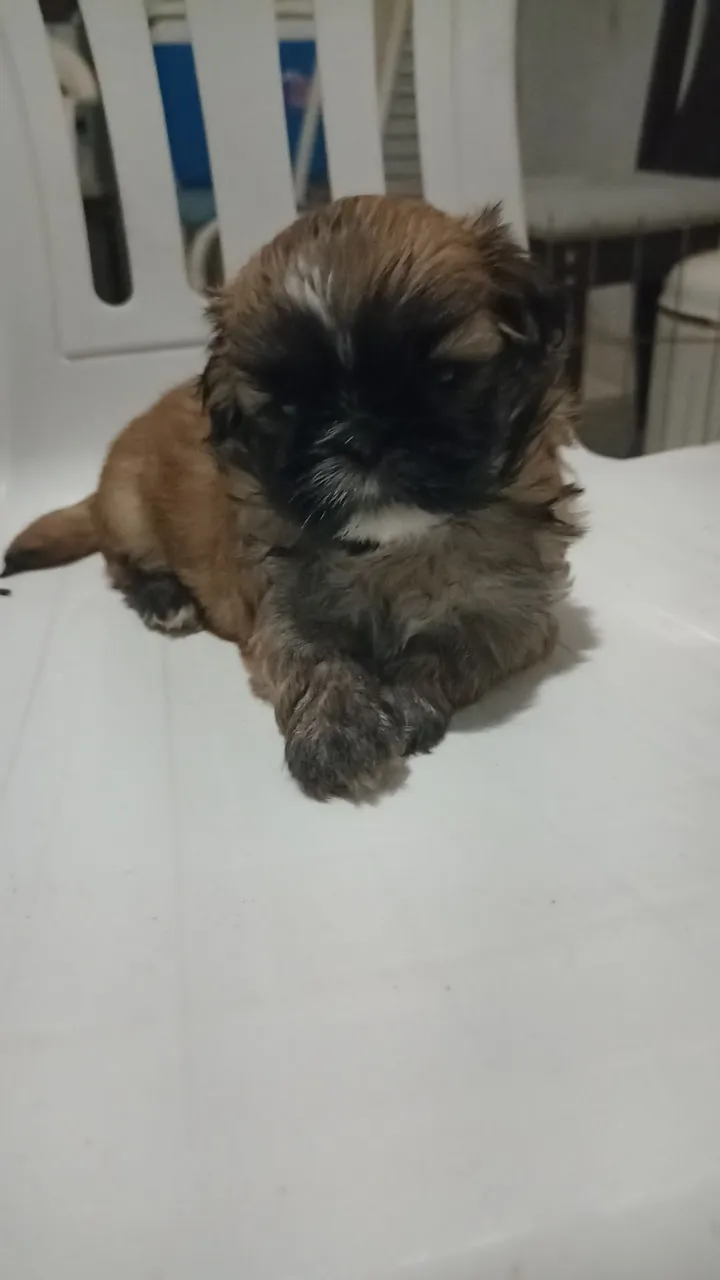Filhote Shih Tzu
