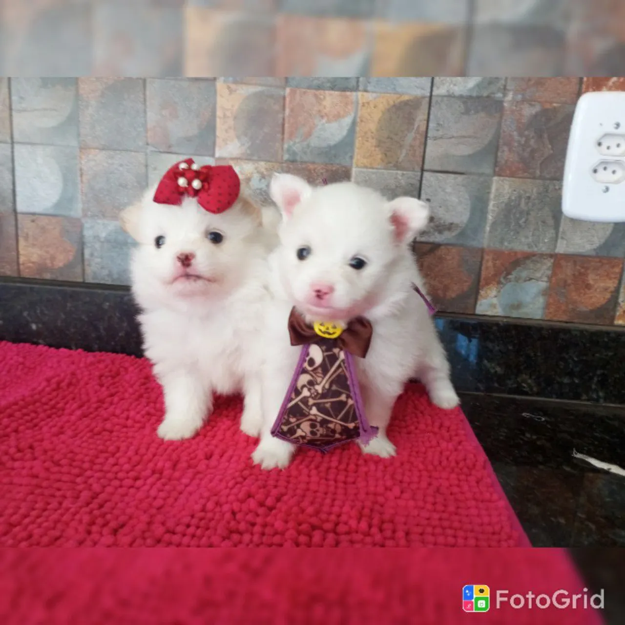 Lulu da Pomerânia PEDIGREE CBKC