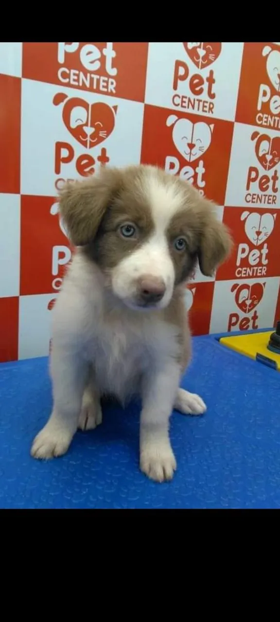Filhote Border Collie - fêmeas 