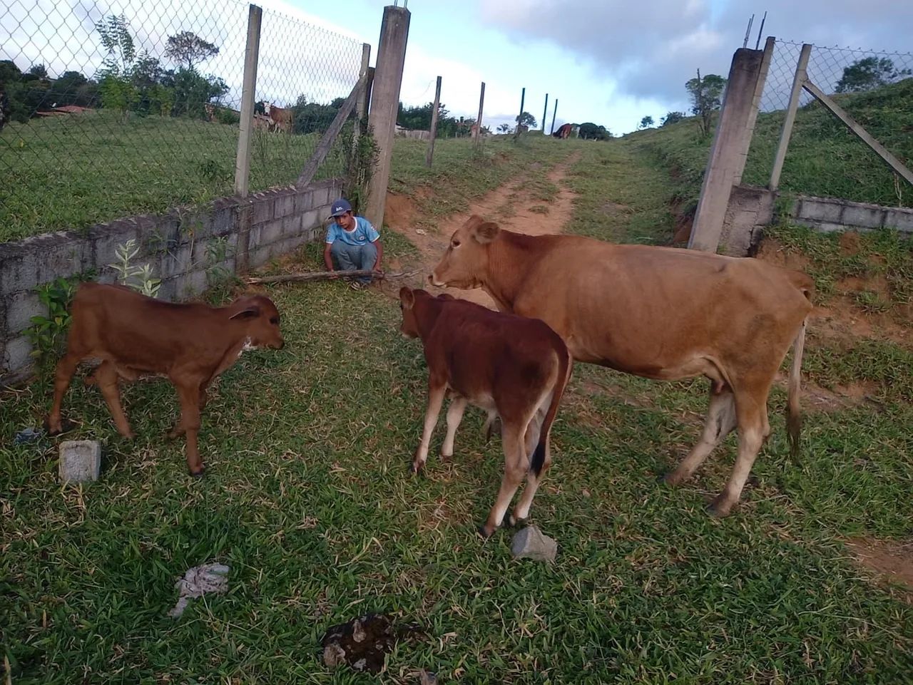 Vaca e Bezerro para Venda