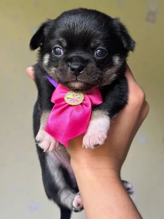 Chihuahua Fêmea Mineatura