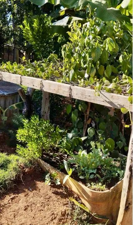 *vendo chácara em Muribeca   - Foto 6