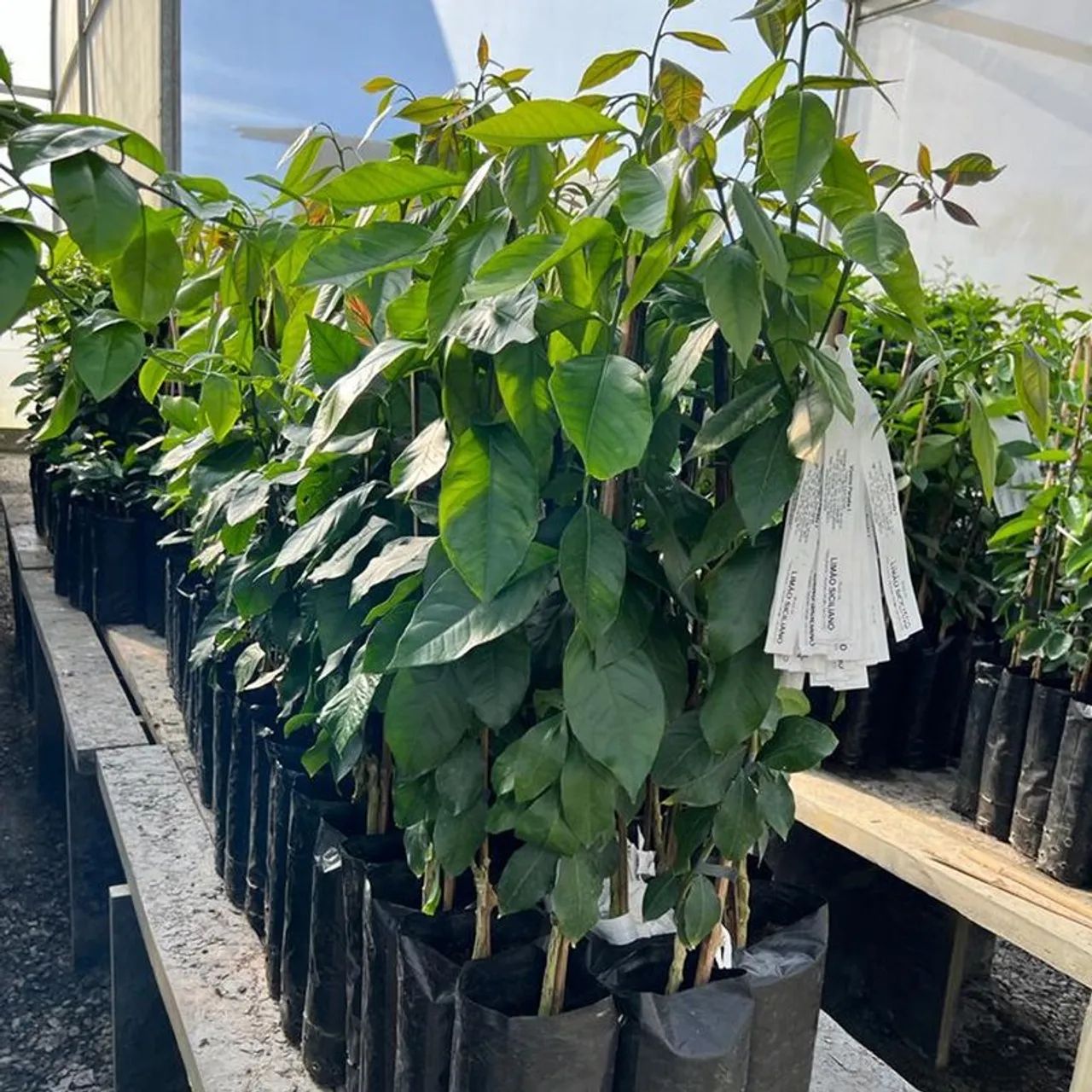 Vendo mudas de plantas Frutíferas. - Foto 4