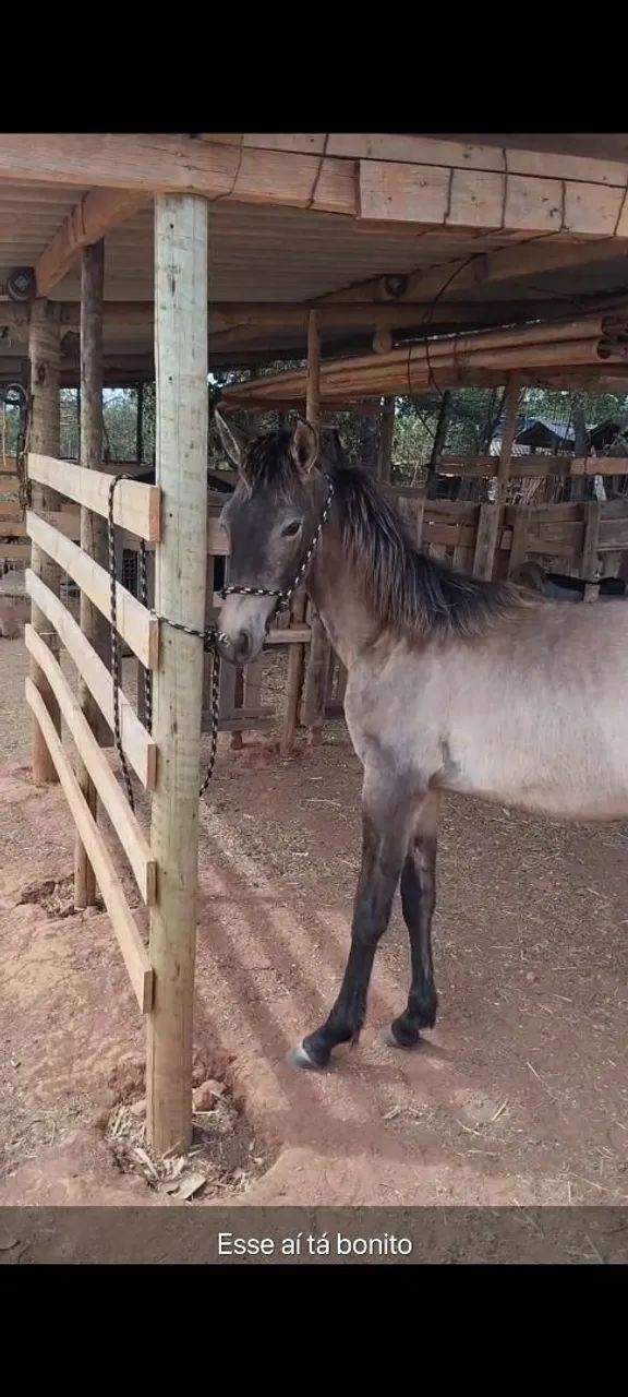 Potro mangalarga Machador macha picada disponível  - Foto 5