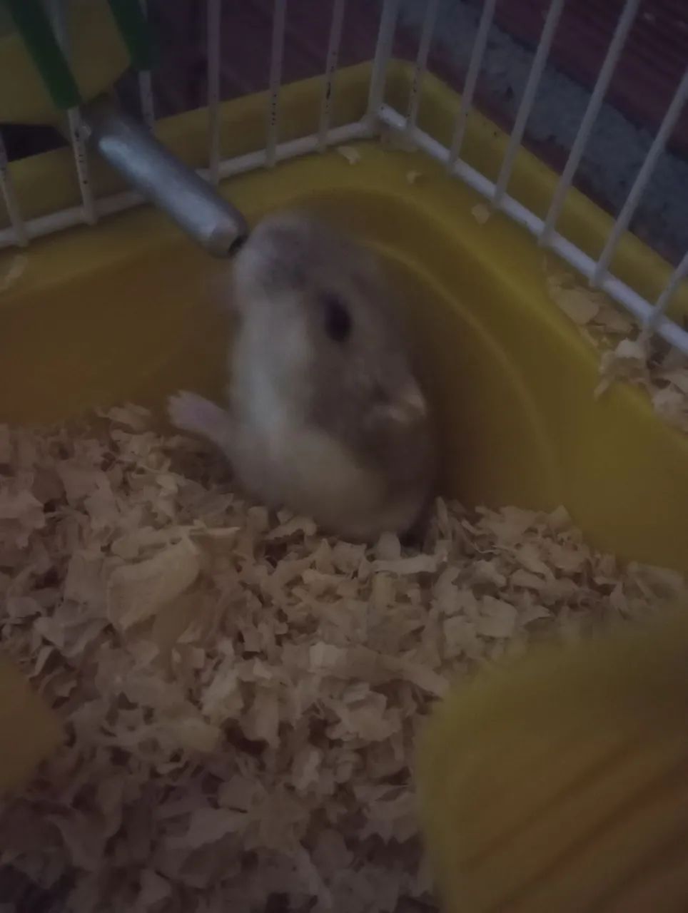 Gaiola para Hamster com Acessórios - Foto 4