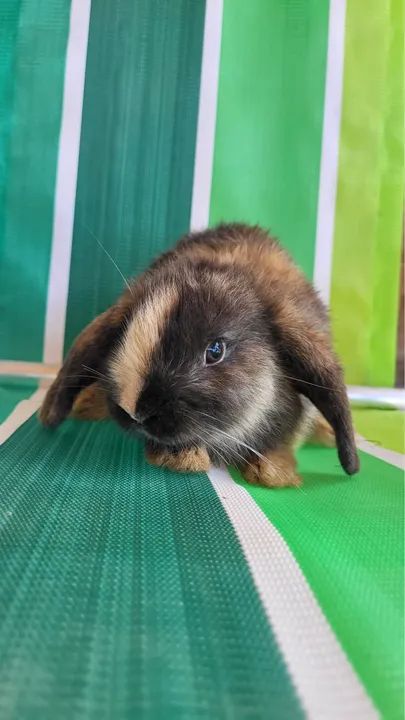 Coelhos Mini Lop  - Foto 2