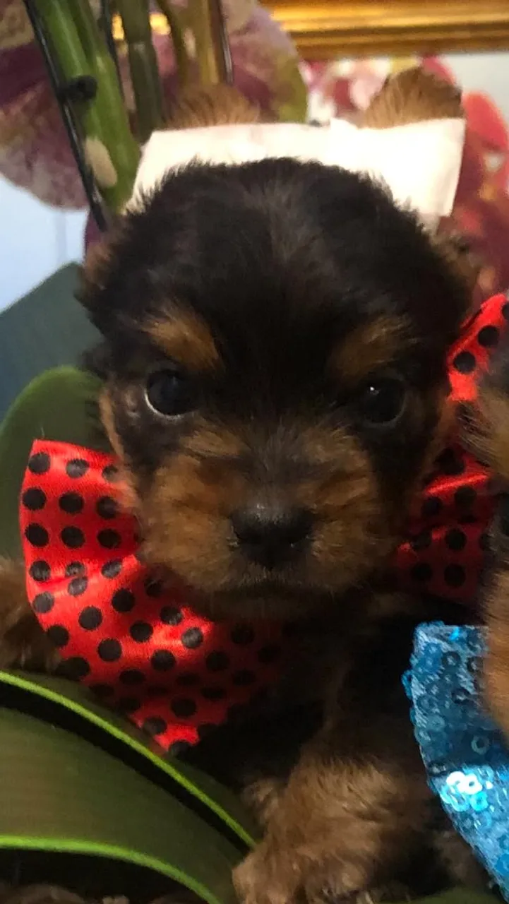 Filhote de Yorkshire Terrier