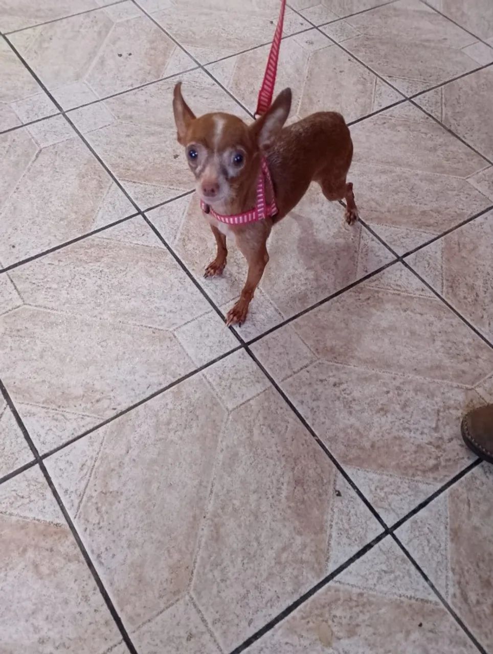 Pinscher Macho - Foto 4