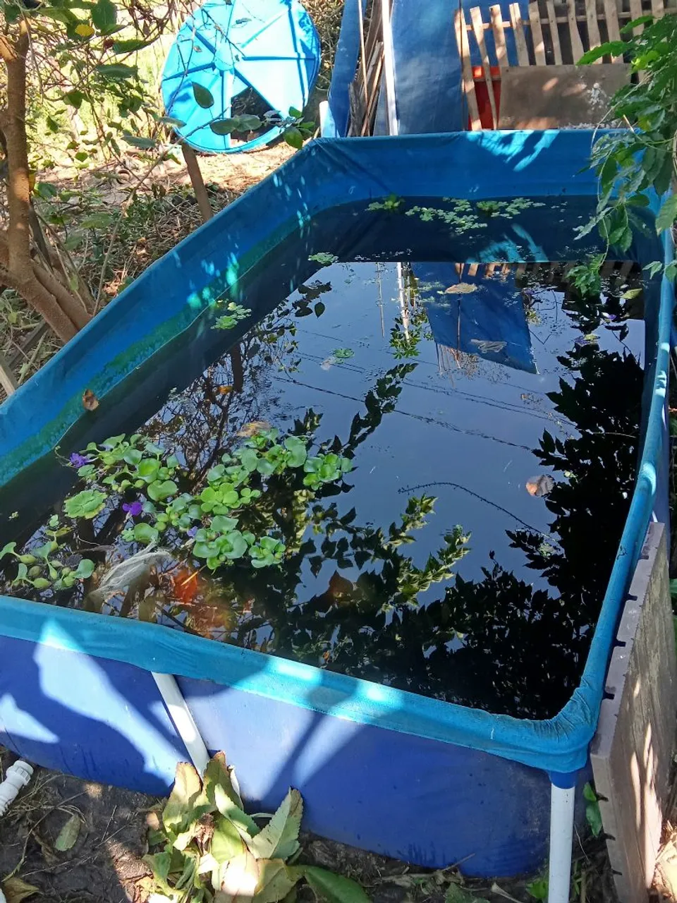 Tanque/Piscina para plantas aquáticas e peixes