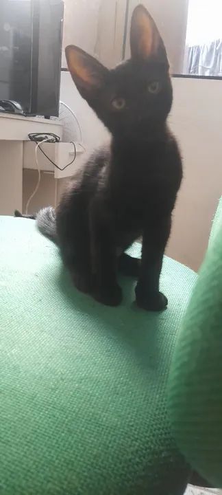 Doação de gato  - Foto 3