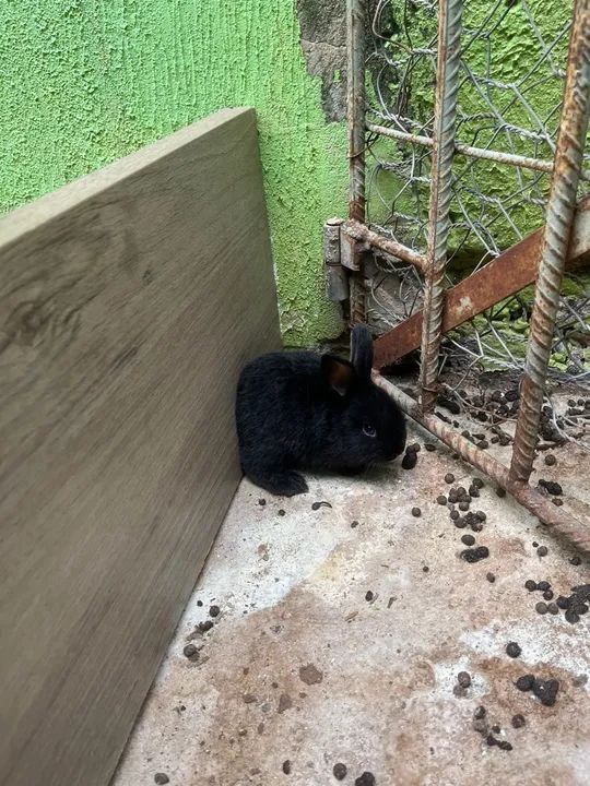 Dois coelhinhos pretos fofinhos - Foto 3