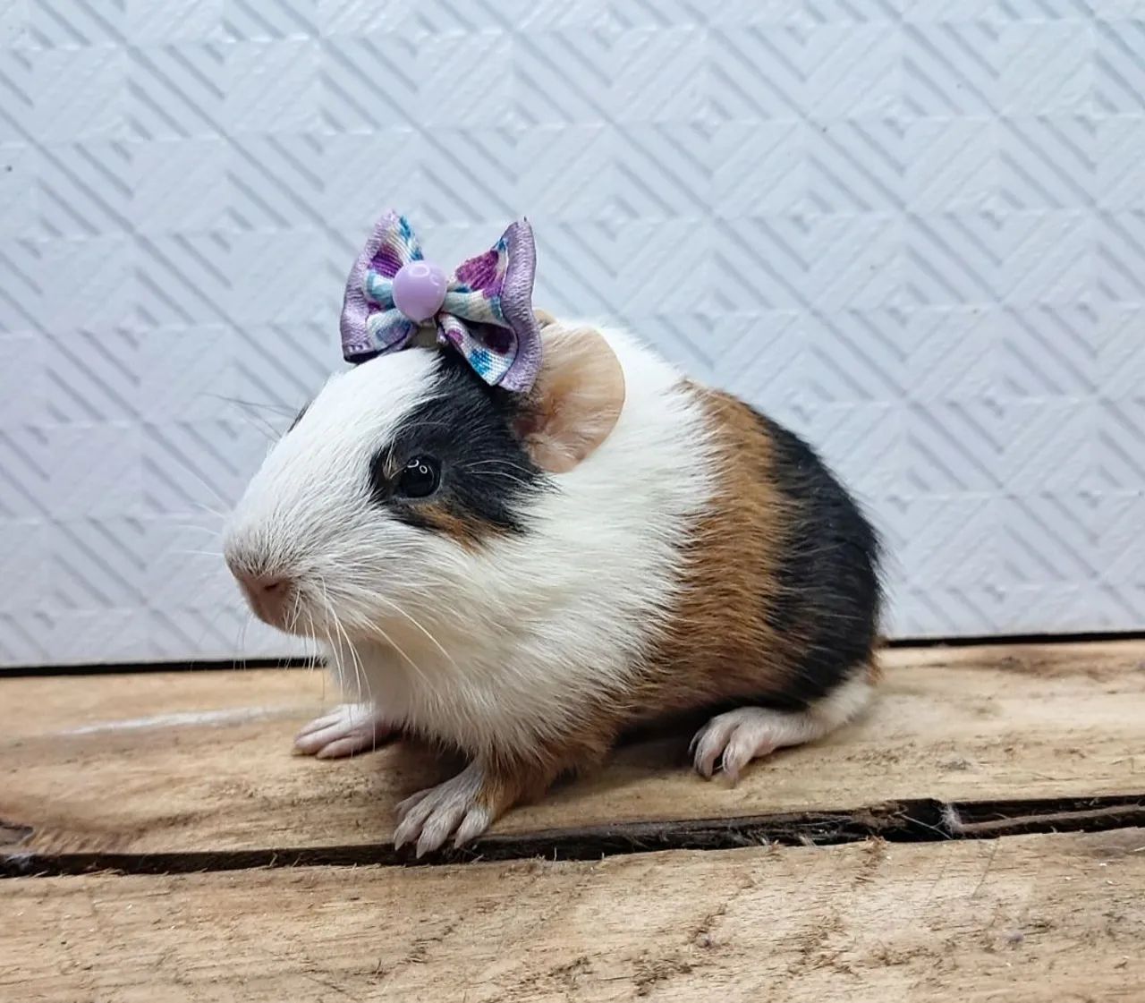 Porquinha fofa com laço