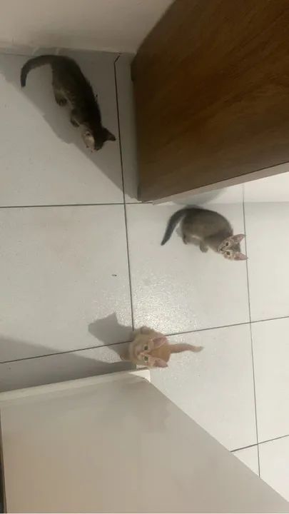 Doação de 2 gatinhos rajados  - Foto 2