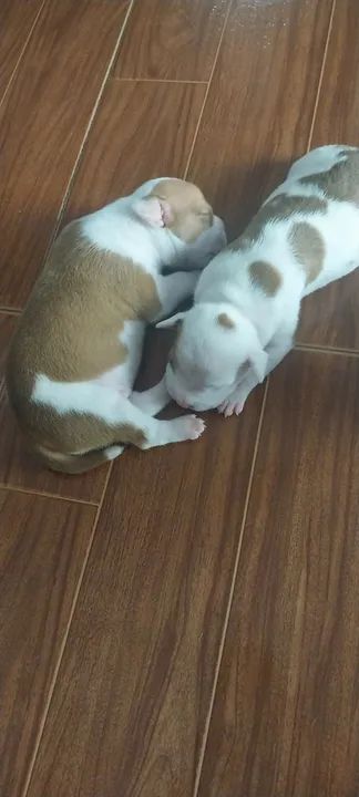 Filhote de Pitbull - Foto 3