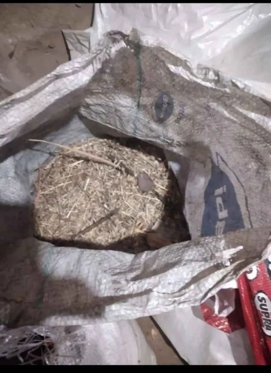 Semente de capim Andropogon  - Foto 3