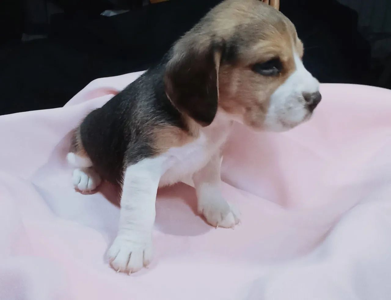 Filhotes de Beagle - Foto 5