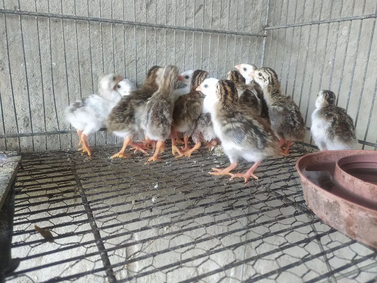 Pintinhos de Angola Carijós