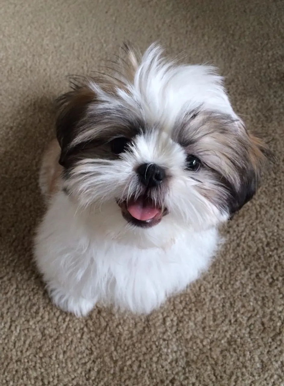 Shih Tzu Fofo Procurando Lar