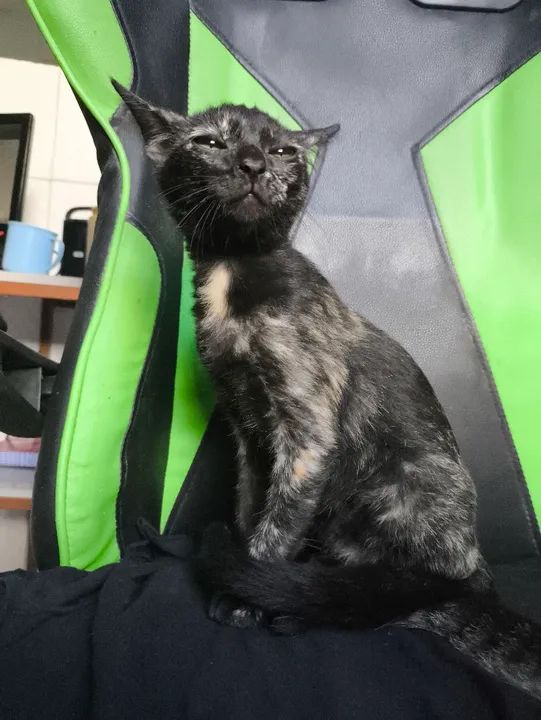 Filhote disponível para adoção responsável  - Foto 2