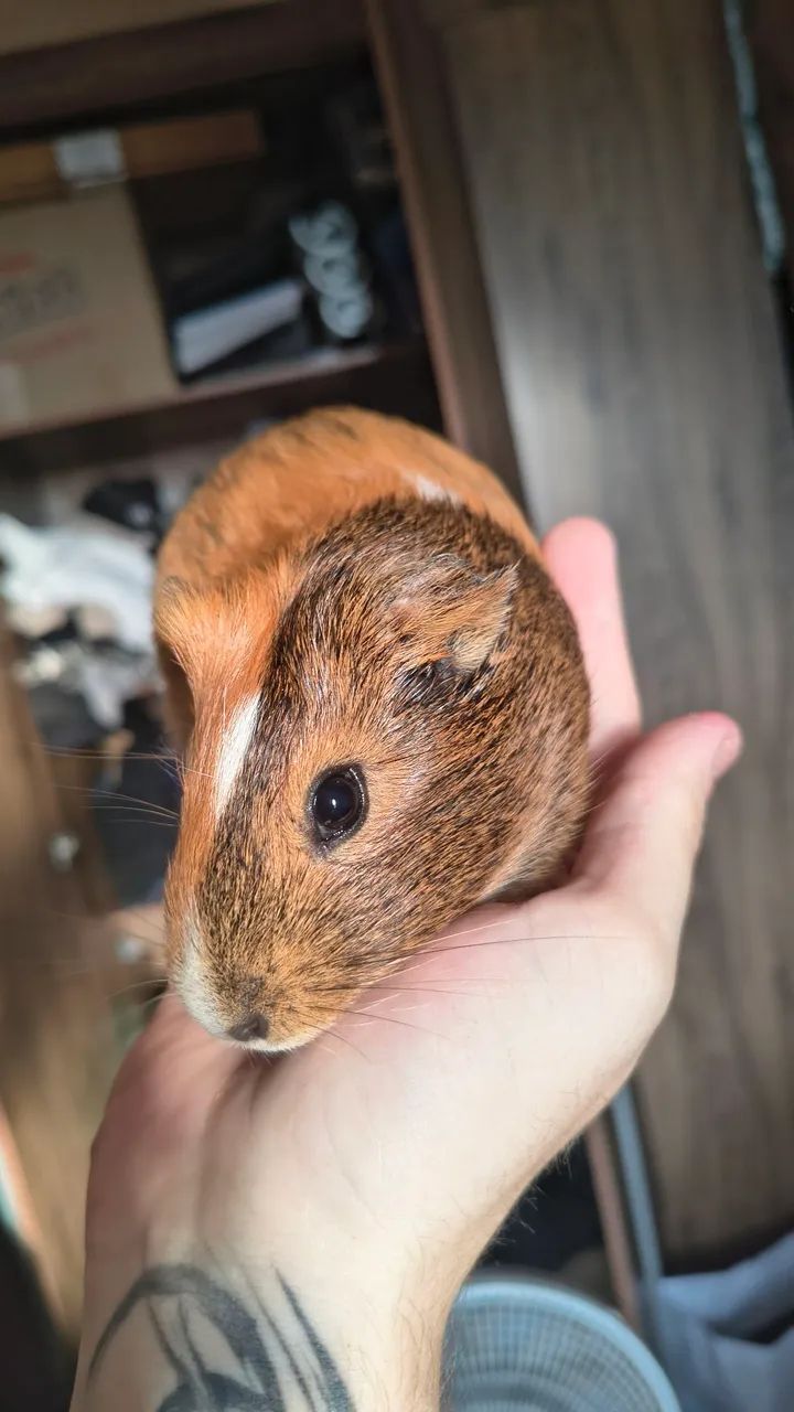 Porquinha da índia fêmea 4 meses (com toca e comedouro) - Foto 3