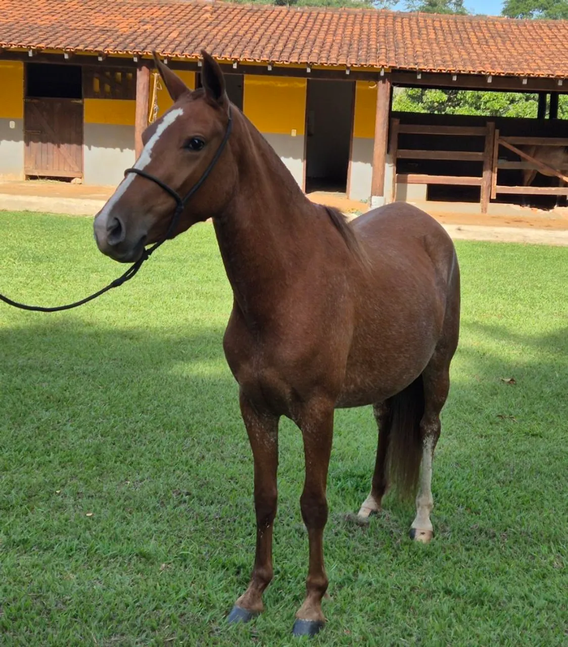 Égua Mangalarga Marchador