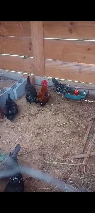 Galinhas Garnizes lindas