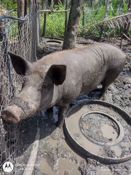 Para vender logo ...Reprodutor um casal..... - Foto 3