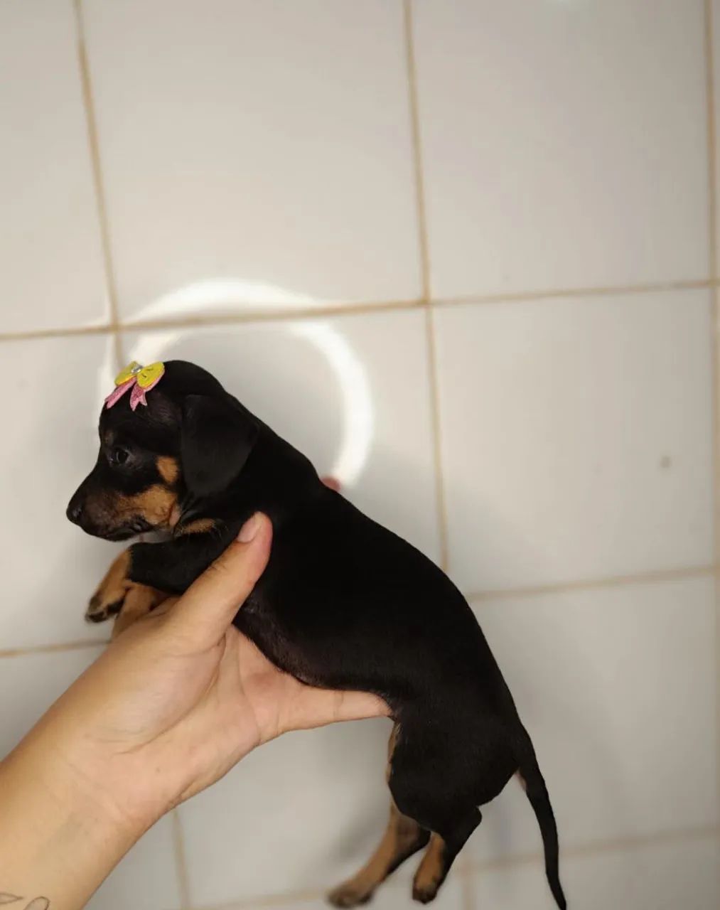 Cofap/ Basset fêmea  - Foto 2