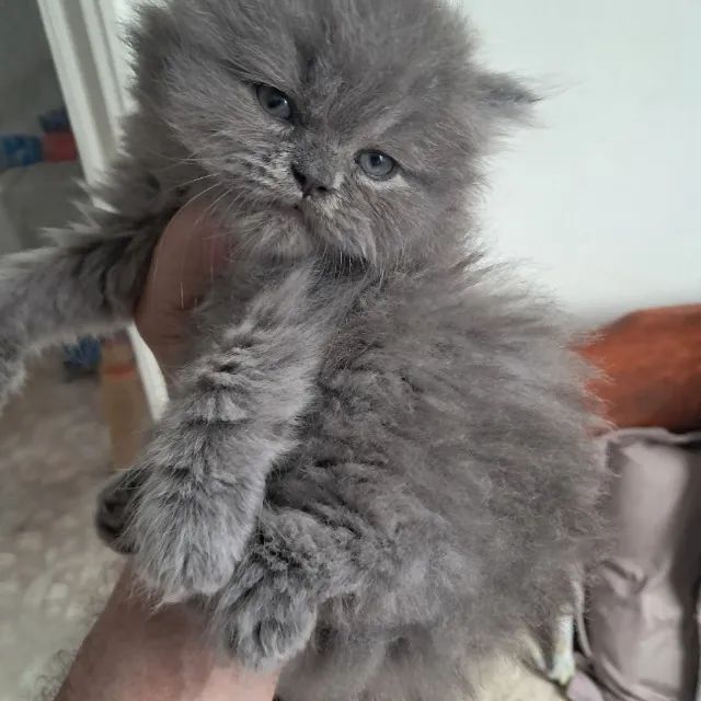 Filhotes de Gatos Persas com Pedigree