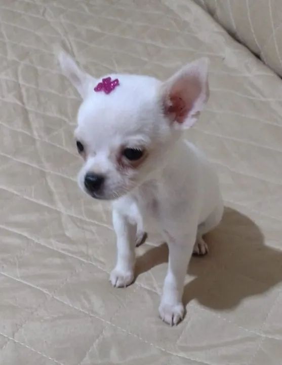 filhotes de Chihuahua! - Foto 2