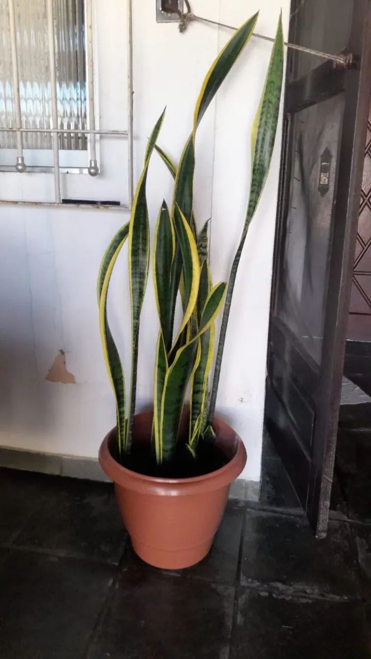 Imperdível, são várias plantas a venda - Foto 2