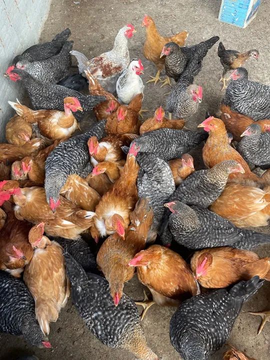 Frango Caipira Abatido - R$ 59,99 - Foto 2