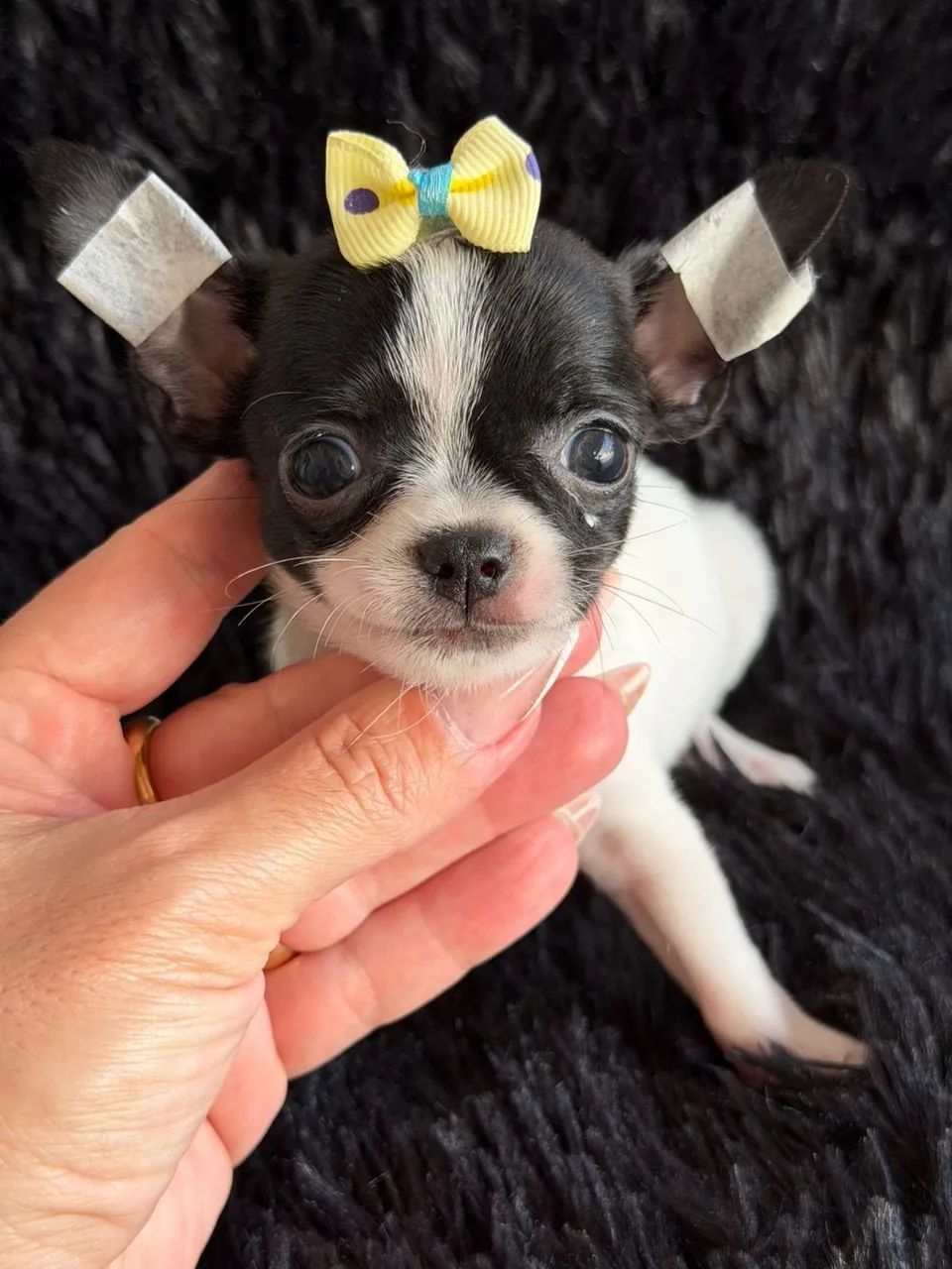 Chihuahua- Uma verdadeira Panda! Perfeita Para Lares Pequenos Fêmea !