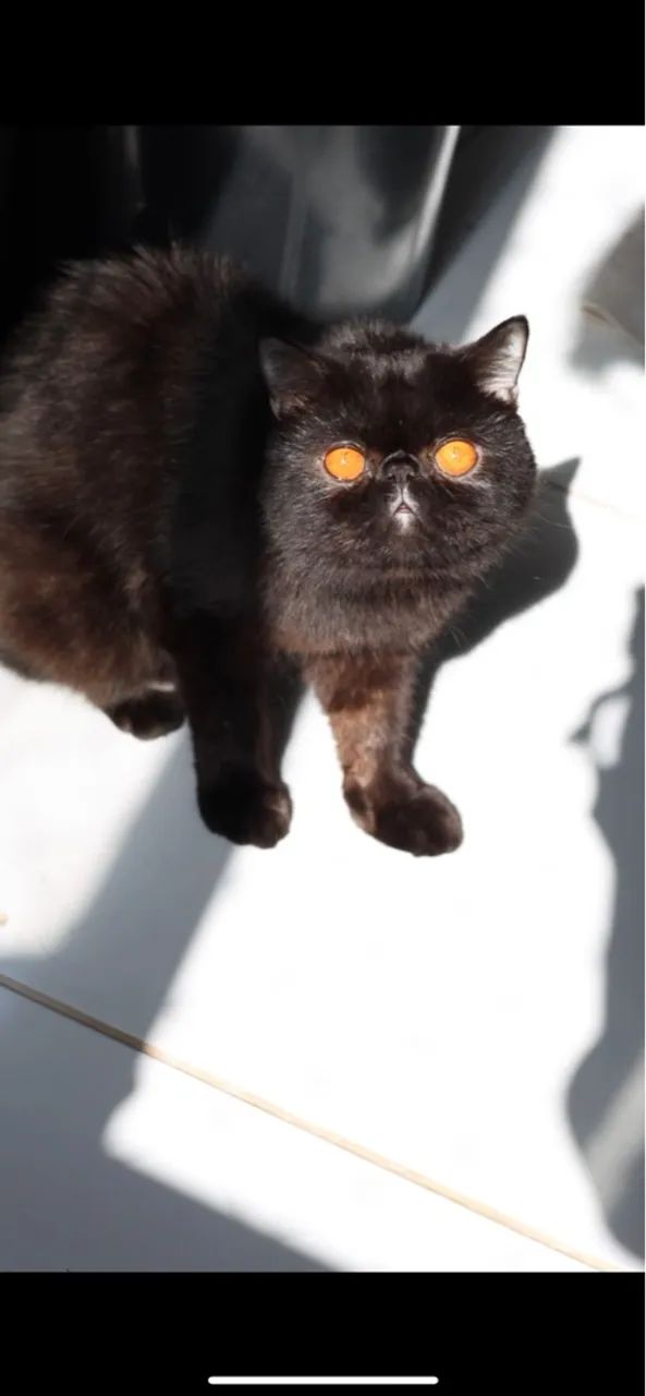 Gato Persa exótico  - Foto 3