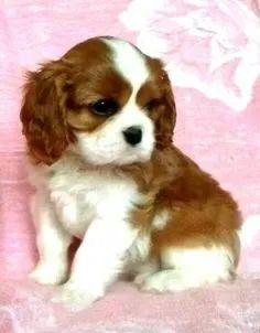Seu Companheiro Perfeito - Cavalier King