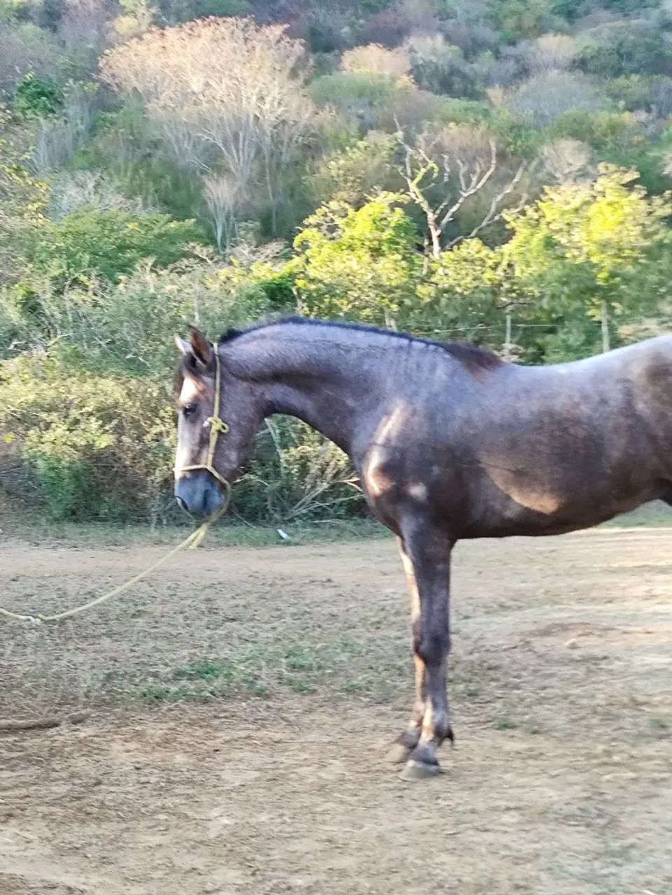 Potro Mangalarga Marchador 2,5 Anos - Foto 6