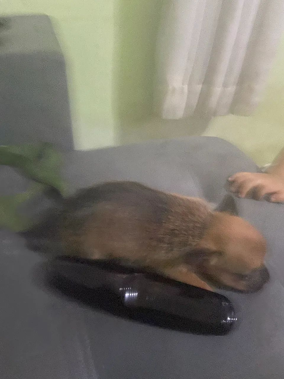 Chihuahua fêmea  - Foto 4