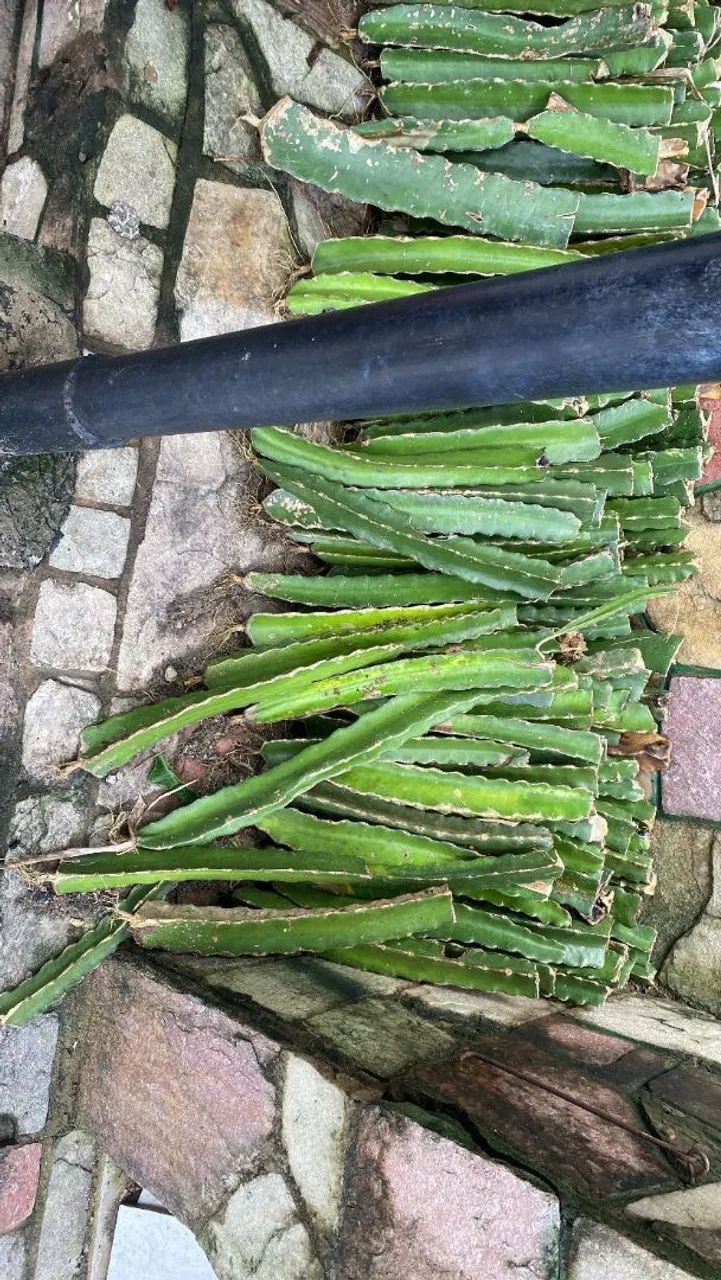 Mudais de pitaya - Foto 4