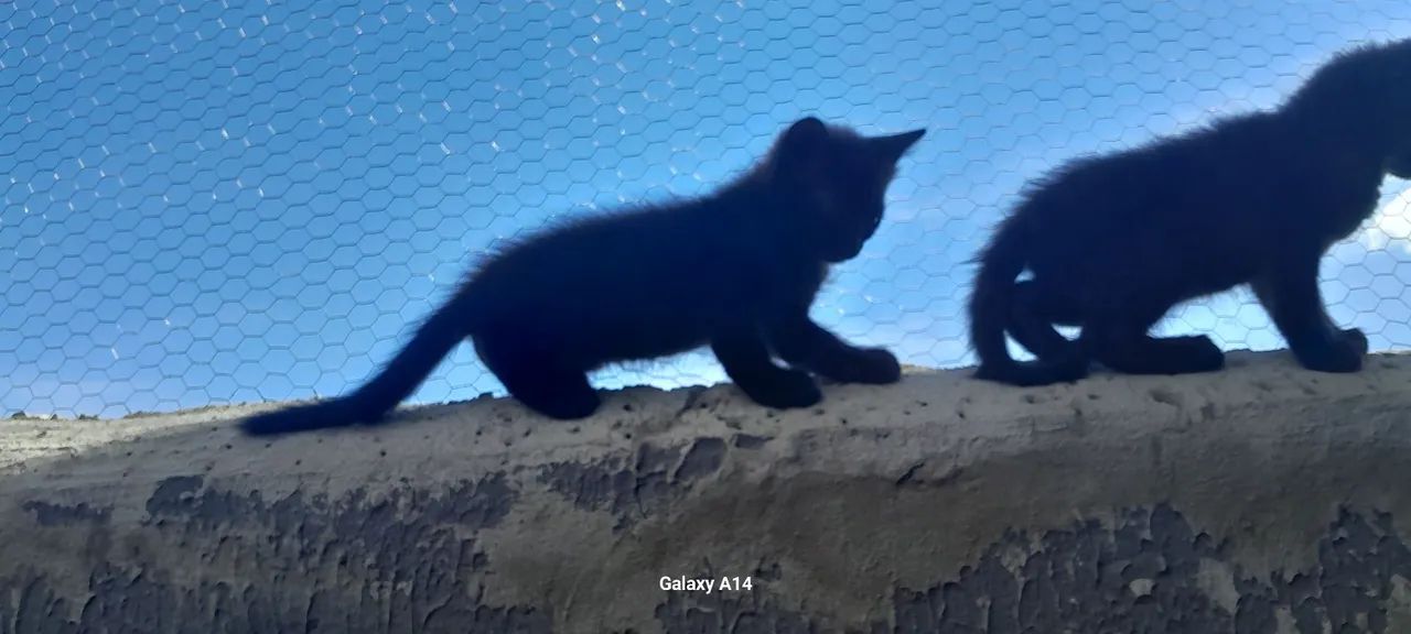 Doação responsável  - Foto 4