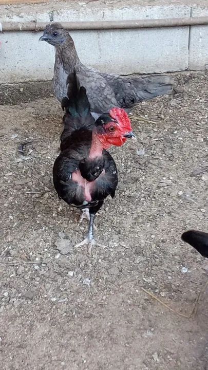 Galinhas Garnizes lindas - Foto 2