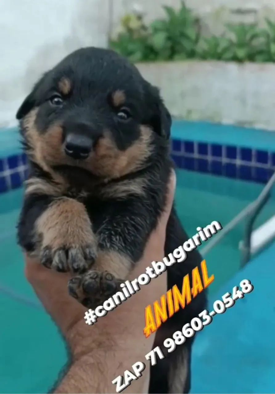 Filhote de rottweiler alto padrão  - Foto 4