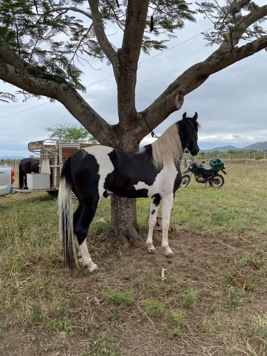Vendo cavalo registrado no MM - Foto 5