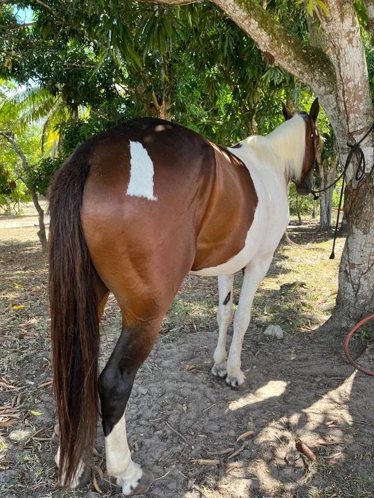 Vendo Cavalo Mangalarga Marchador - Foto 4