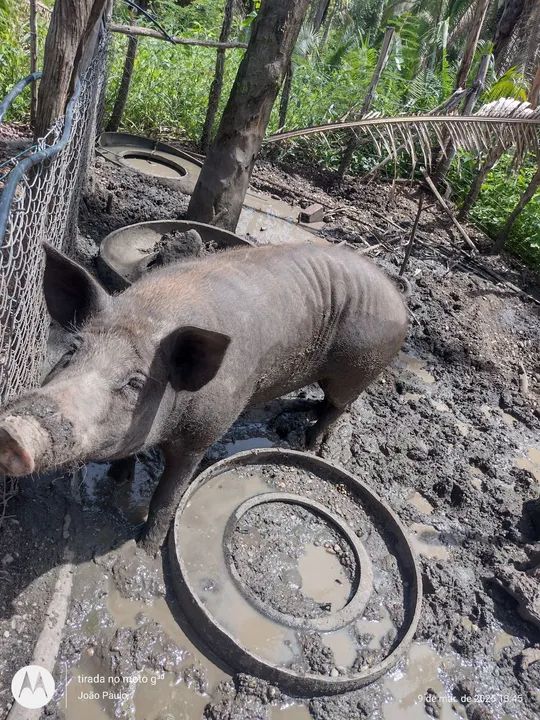 Para vender logo ...Reprodutor um casal..... - Foto 6