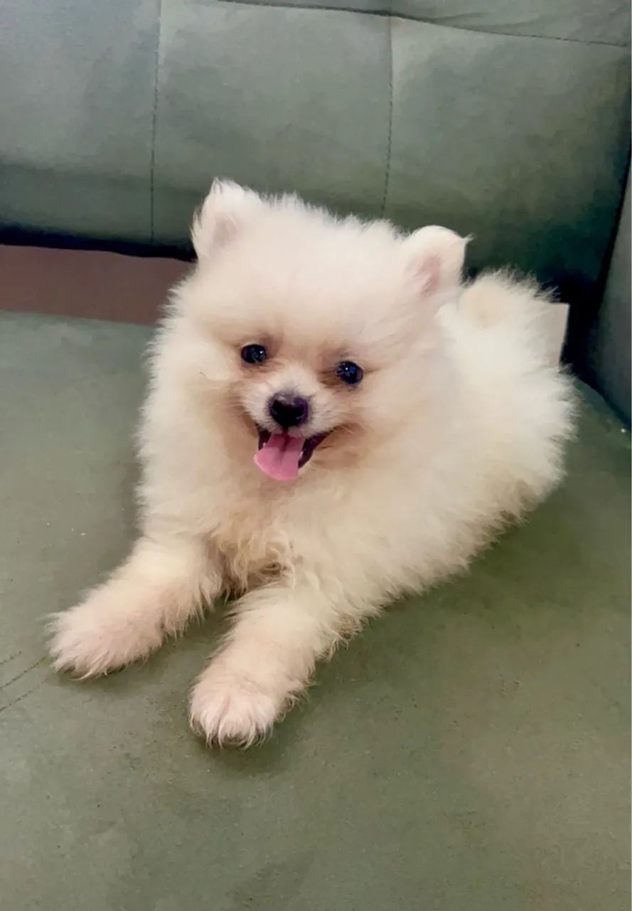 Filhote de Spitz Alemão anão com pedigree