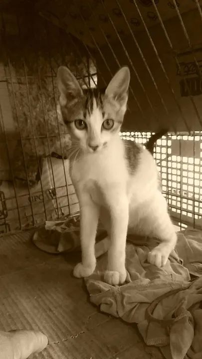 Gatinha branca e cinza para adoção