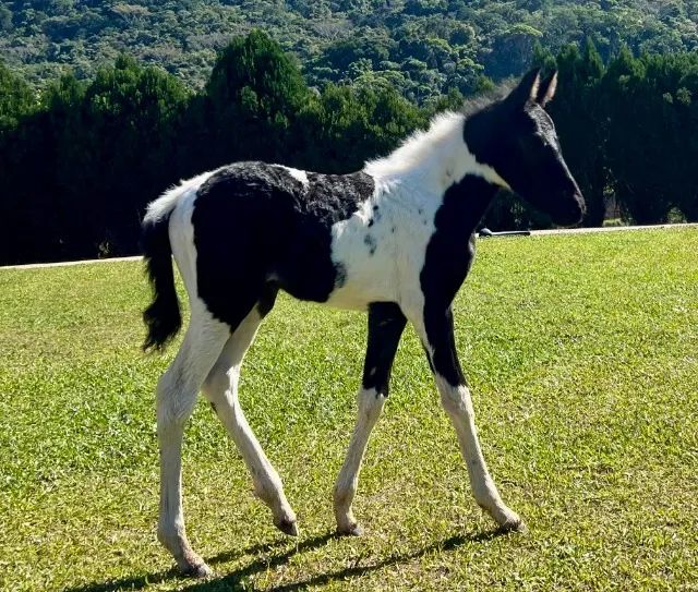 Égua pampa de preto registrada! Condição imperdível! Produziu potra homozigota de picada! - Foto 3