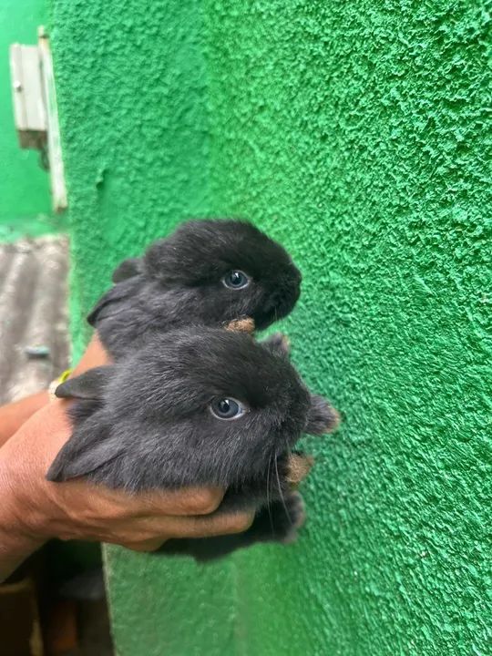 Dois coelhinhos pretos fofinhos - Foto 6